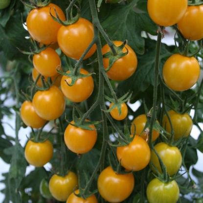 Picture of Tomato Sunlemon F1